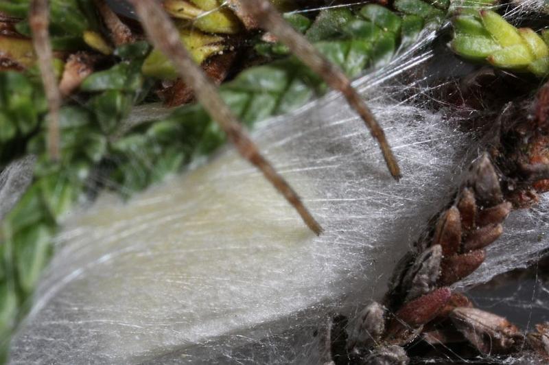 Philodromus_aureolus_D7502_Z_88_NP De Hoge Veluwe_Nederland.jpg